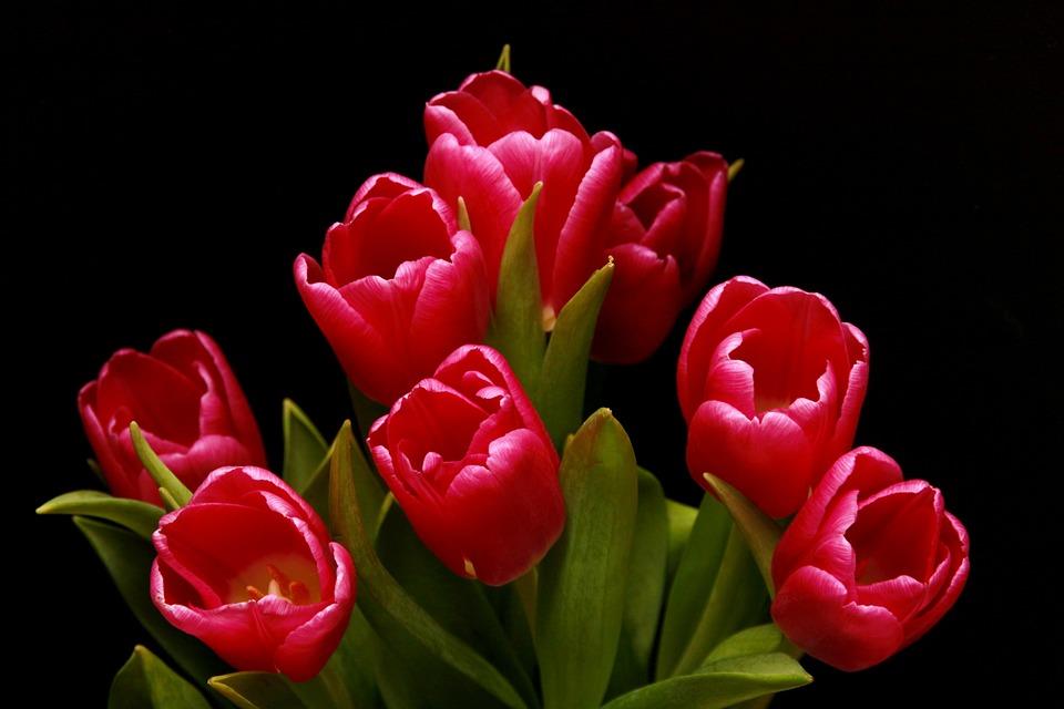 Hướng dẫn cụ thể trồng hoa tulip
