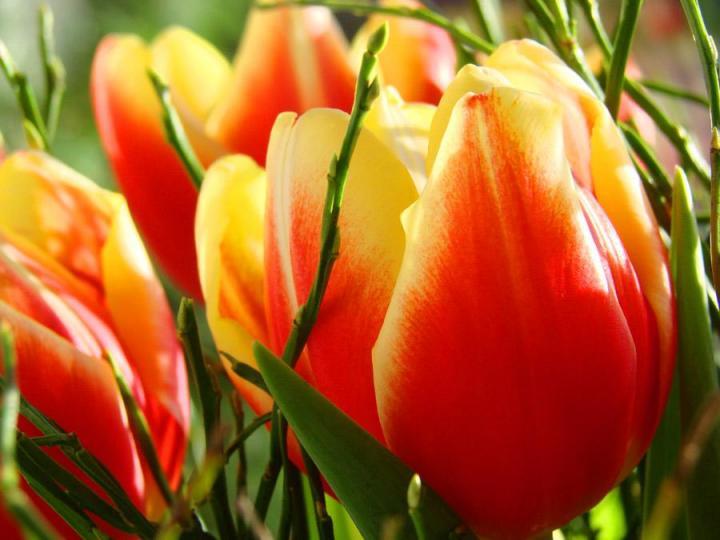 Điều kiện để có một củ tulip chất lượng và cho ra hoa đẹp